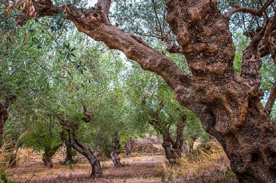 Image: Σύμπραξη Syngenta και ΕΛΓΟ ΔΗΜΗΤΡΑ για την αναβάθμιση της ελαιοκαλλιέργειας στη Κρήτη