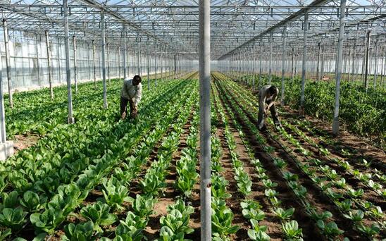 Image: Ο Αγροτικός Σύλλογος Ιεράπετρας καλεί τους παραγωγούς να δηλώσουν τον αριθμό εργατών γης που χρειάζονται για τις καλλιέργειές τους