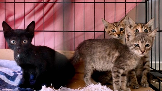 Image: Χανιά: Είχε 77 γάτες και 10 σκύλους σε άθλιες συνθήκες – 199.000€ πρόστιμο στην ιδιοκτήτρια
