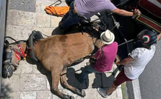 Image: Θυσία στον βωμό του τουρισμού: Άλογο ξεψύχησε στην Κέρκυρα