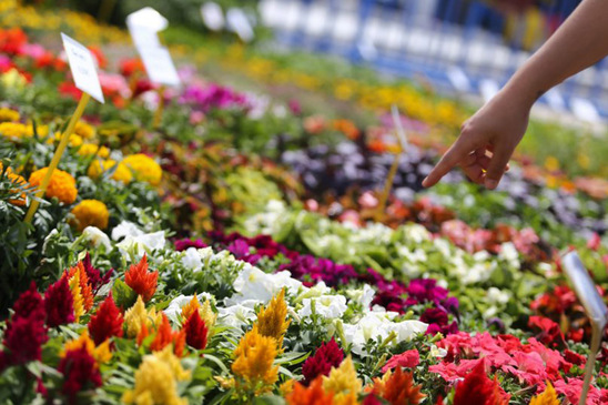 Image: Γιορτή Λουλουδιών την Κυριακή 14 Μαΐου στην Ιεράπετρα