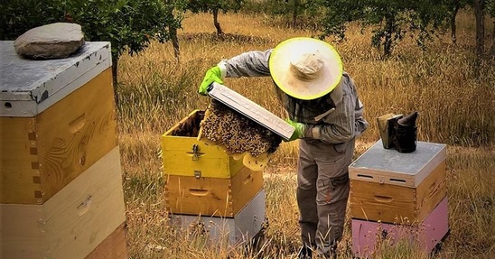 Image: Κορωνοϊός:Την ενίσχυση των μελισσοπαραγωγών  Κρήτης  ζητά ο Αντιπεριφερειάρχης  Μ. Χνάρης