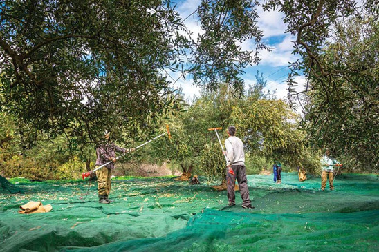 Image: Πριμ 100.000 ευρώ για την σύσταση 12μελούς ομάδας παραγωγών