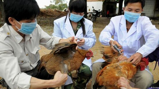 Image: Κίνα: Πρώτο κρούσμα γρίπης των πτηνών H3N8 σε άνθρωπο