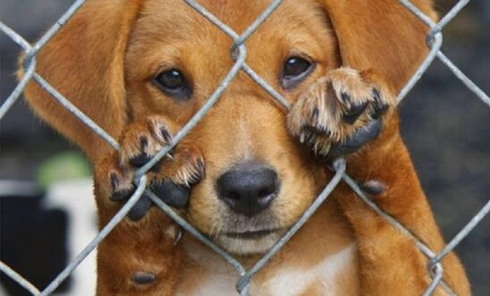 Image: Κακούργημα ο βασανισμός των ζώων - Προβλέπεται ποινή κάθειρξης έως 10 έτη