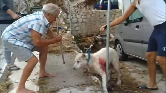 Image: Επίθεση σε σκύλο στη Νίκαια: Tο μεσημέρι δικάζεται ο 53χρονος καθηγητής-βασανιστής