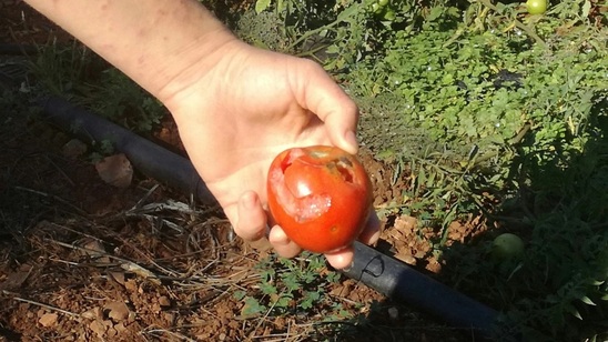Image: Εικόνες απόγνωσης από τον «εχθρό» που τρώει τις ντομάτες στο Φόδελε - Τεράστιες καταστροφές στις καλλιέργειες 