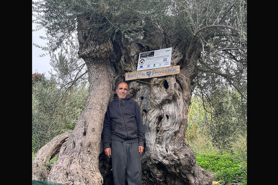 Image: Σε νέα συσκευασία το μοναδικό λάδι των αρχαίων ελαιόδεντρων από τον "Επτάστικτο"